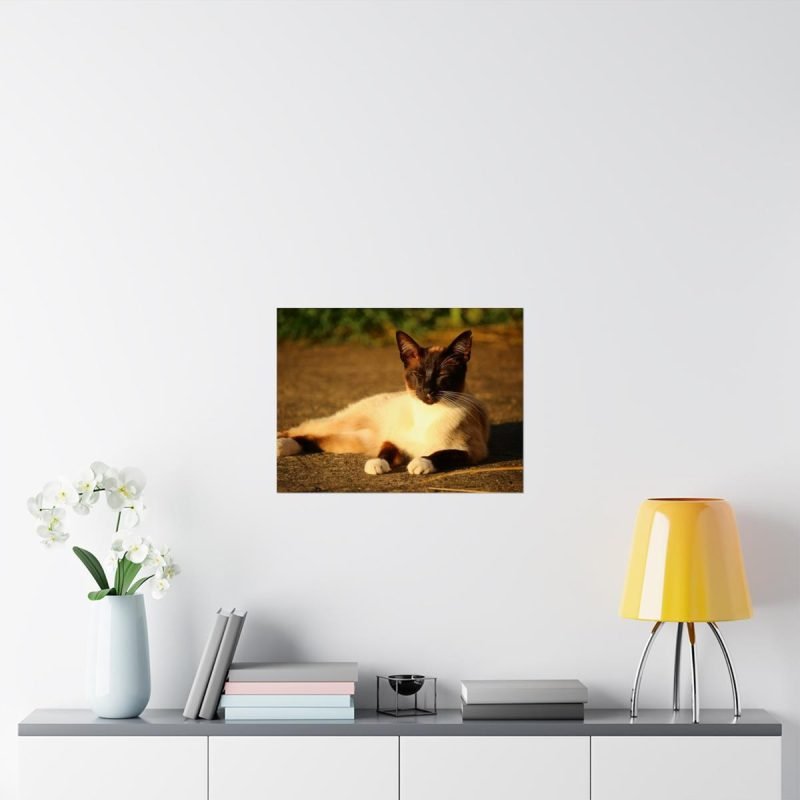 Siamese Cat Lying poster