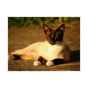 Siamese Cat Lying print
