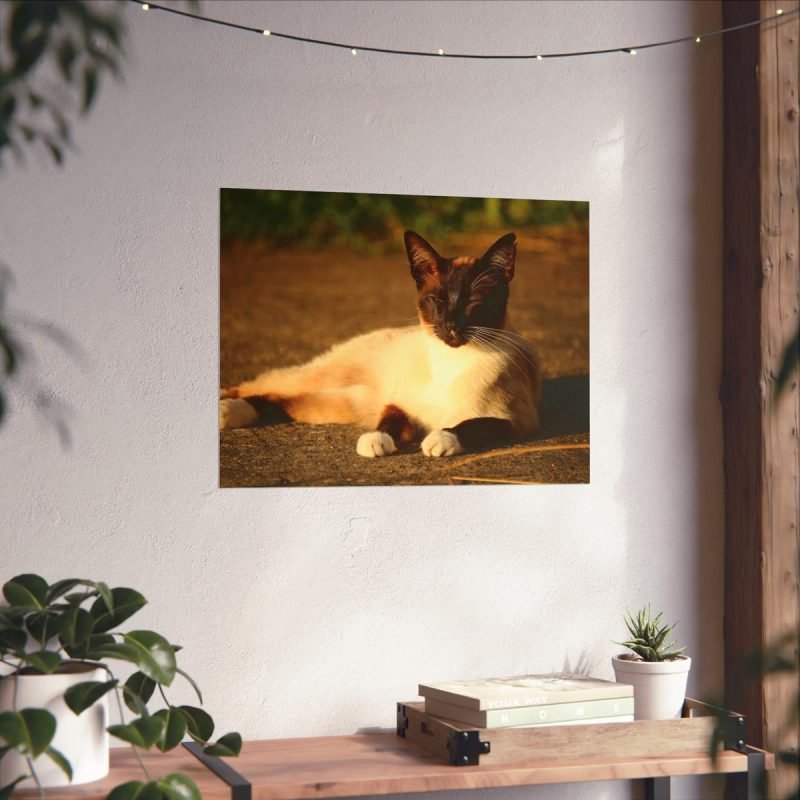 Siamese Cat Lying wall art