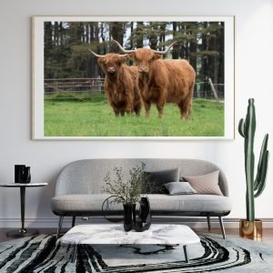 Two Brown Highland Cattle
