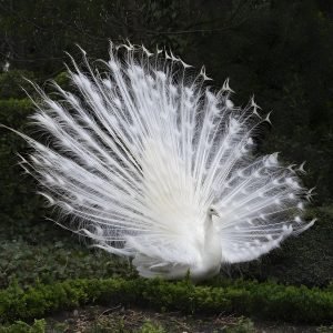 White Albino Peacock Picture