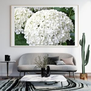 White Hydrangea Blossom