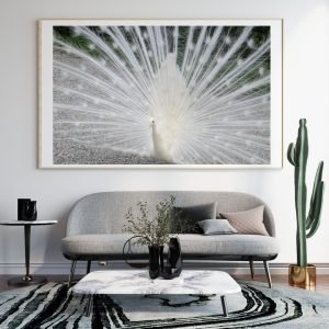 White Male Peacock(Peafowl)