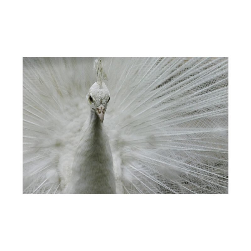 White Peacock