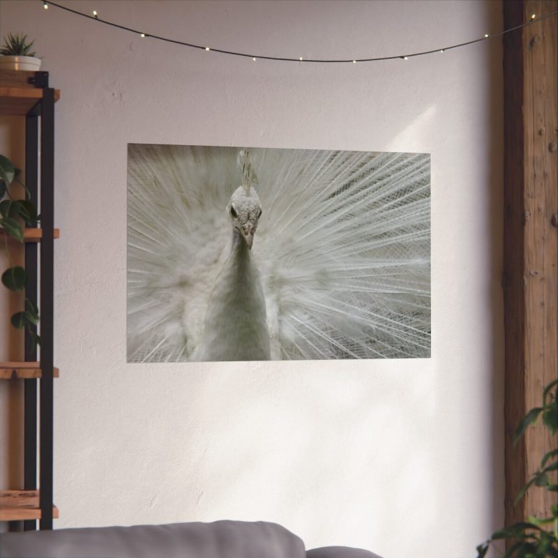 White Peacock poster print