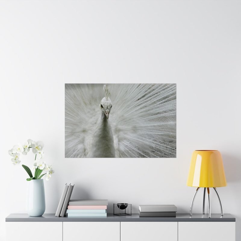 White Peacock Picture - Image 3