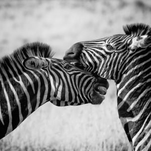 Wild Zebras in the Africa