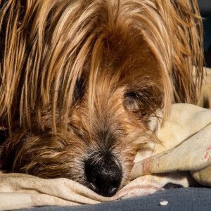Yorkshire Terrier Sleeping