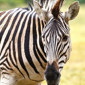 Zebra Head Close Up