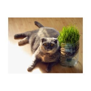 fat cat lying British Shorthair