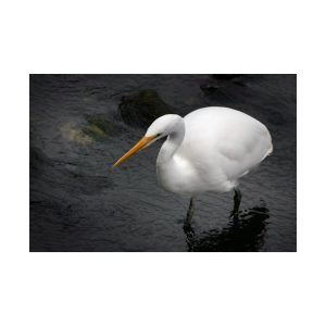 white heron