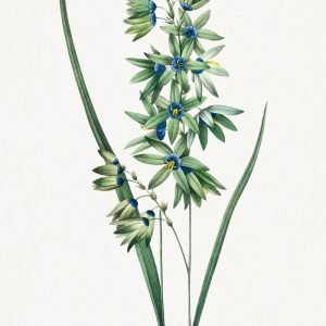 African Corn Lily Redoute