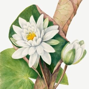 American Waterlily (Castalia odorata)