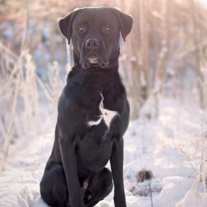 Black labrador Sitting on Snow
