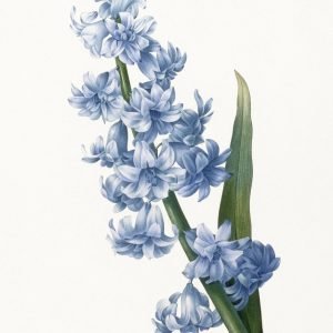 Blue Oriental Hyacinth