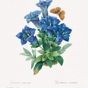 Blue Stemless Gentian Print