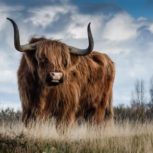 Brown Hairy Highland Bull Picture