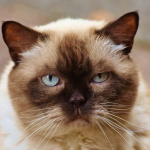 Brown White Ragdoll Cat