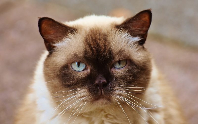 Brown White Ragdoll Cat