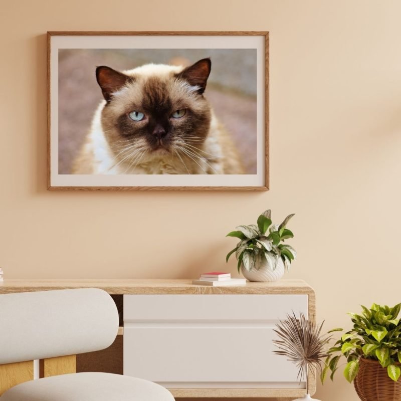 Brown White Ragdoll Cat Wall Art