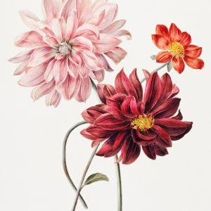 Burgundy Pink And Red Dahlias