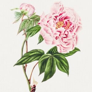 Chinese Tree Peony (Paeonia suffruticosa)