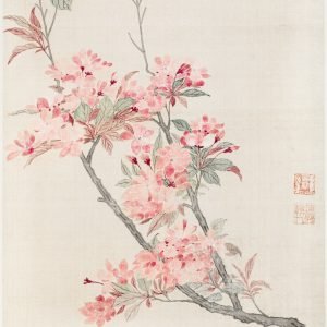Crabapple Blossoms (chinese cherry blossom)