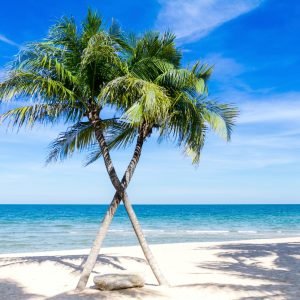 Crossed Palm Trees on the Beach
