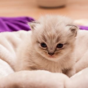 Cute Fluffy Baby Kitten