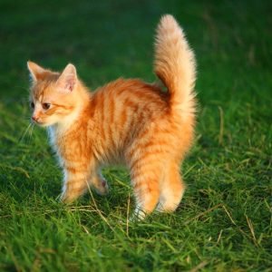 Cute Scared Ginger Kitten