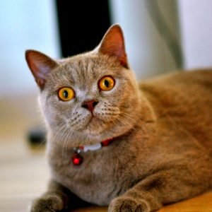 Cute Shocked British Shorthair Cat