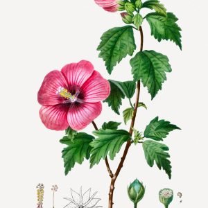 Dark Pink Rose of Sharon (Hibiscus syriacus)
