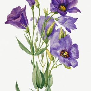 Eustoma Russelianum