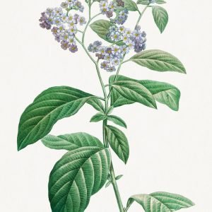 Forget Me Not Flower
