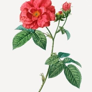 French rose (Rosa gallica)