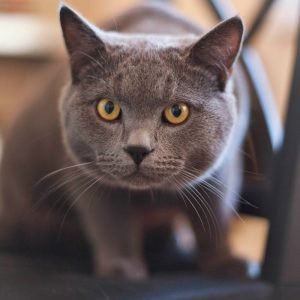 Grey Chubby Chartreux Cat
