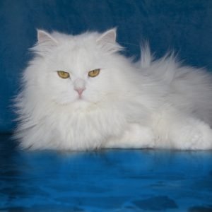 Grumpy Fluffy White Cat