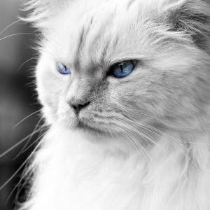 Grumpy Ragdoll Cat