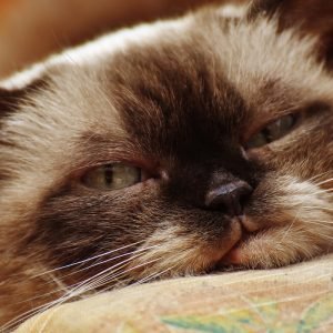 Grumpy Ragdoll Cat Face