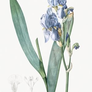 Iris pallida (Dalmatian) Sweet iris