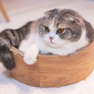 Lazy Scottish Fold Kitten