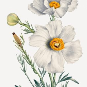 Matilija Poppy (Romneya coulteri)