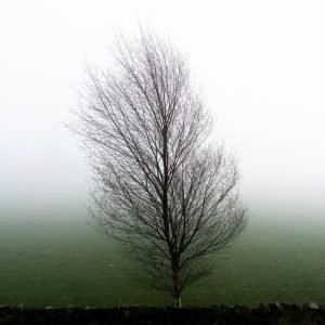 Misty Tree in Autumn