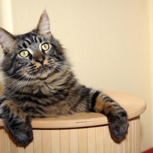 Naughty Cat Fell in Basket