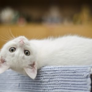 Playful White Kitten