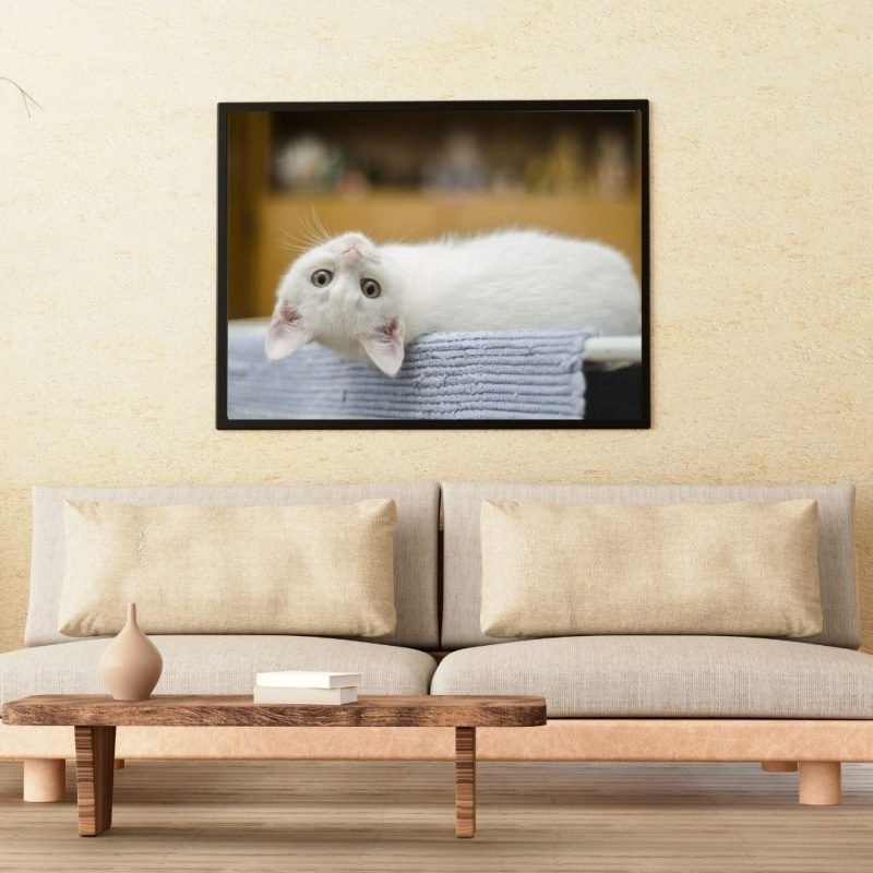 Playful White Kitten Canvas