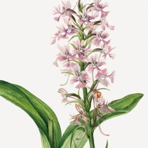 Purple Fringe Orchid (Habenaria grandiflora)