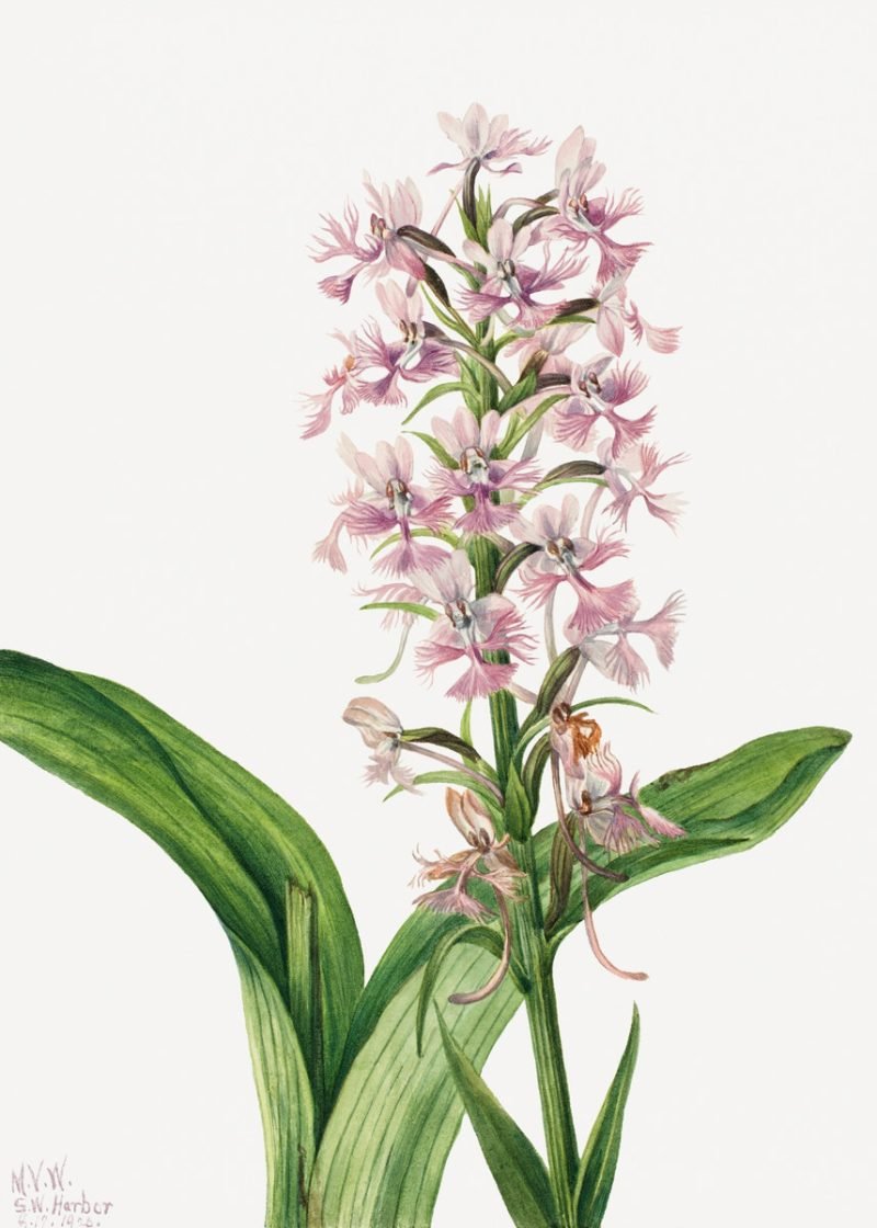 Purple Fringe Orchid (Habenaria grandiflora)