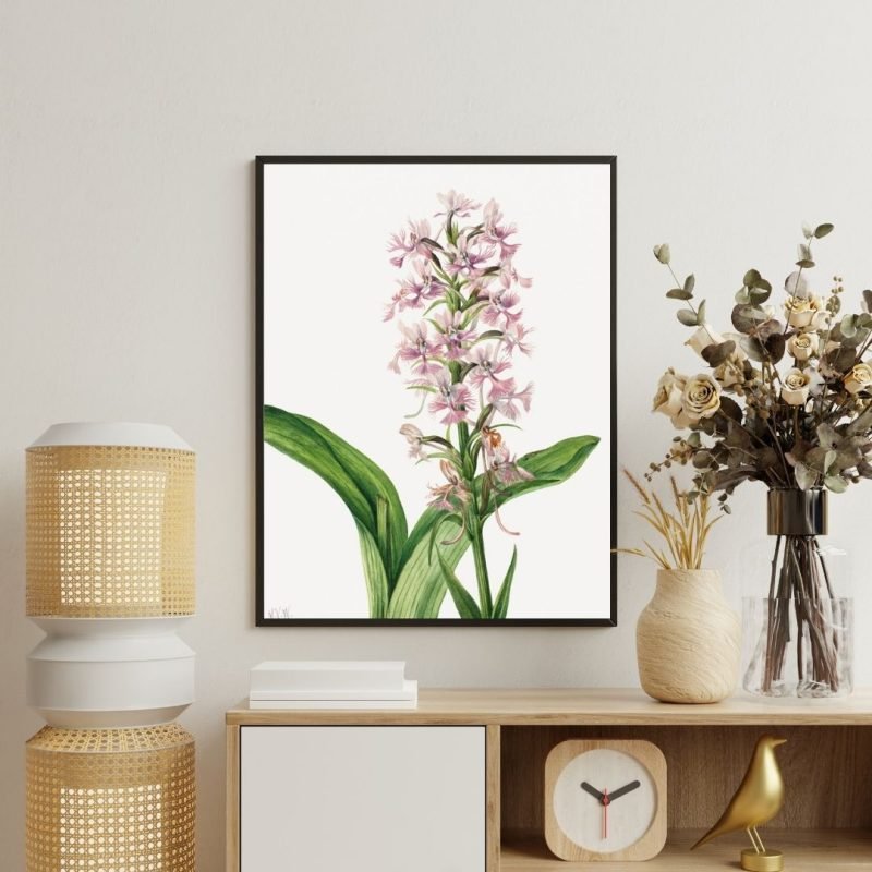 Purple Fringe Orchid (Habenaria grandiflora) Canvas