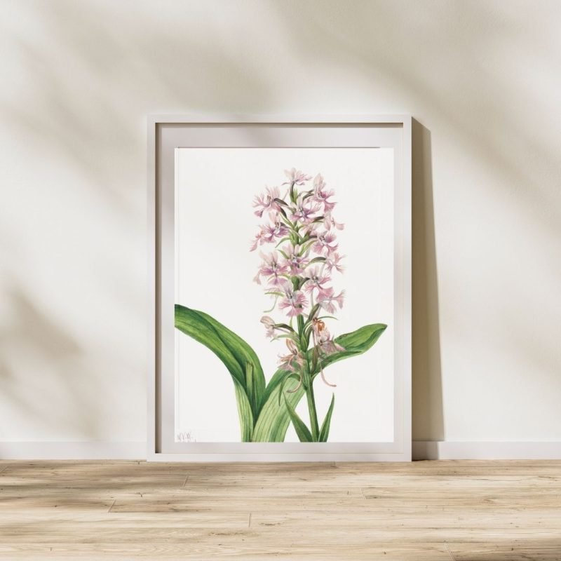 Purple Fringe Orchid (Habenaria grandiflora) Poster